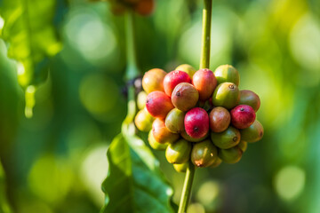 harvesting coffee berries by agriculture. Coffee beans ripening on the tree in North of Thailand