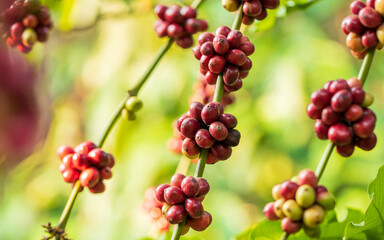 harvesting coffee berries by agriculture. Coffee beans ripening on the tree in North of Thailand
