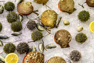 Assorted fresh raw seafoods (Oyster, Sea Urchin, Mussels and Scallops) on ice at the fish market. Fresh clams and shellfish background top view.