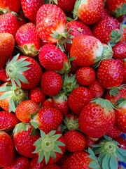 Strawberry field on fruit farm, Fresh ripe organic strawberry Background, Harvesting of fresh ripe big red strawberry fruit