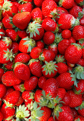 Strawberry field on fruit farm, Fresh ripe organic strawberry Background, Harvesting of fresh ripe big red strawberry fruit