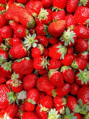 Strawberry field on fruit farm, Fresh ripe organic strawberry Background, Harvesting of fresh ripe big red strawberry fruit