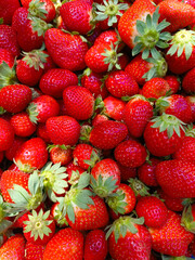Strawberry field on fruit farm, Fresh ripe organic strawberry Background, Harvesting of fresh ripe big red strawberry fruit