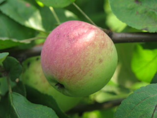 apples on a tree ripen in the garden in summer