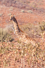 Closeup of Angolan Giraffe - Giraffa giraffa angolensis- head sticking out from the bushes of the Namibian desert.