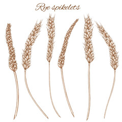 Light rye spikelets, bread making elements, grain field spikes isolated, baking ingredients illustration