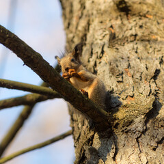 squirrel on a tree branch