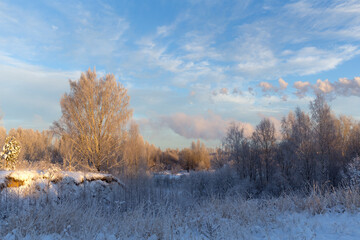winter landscape with trees and plants