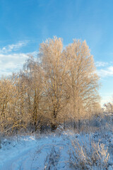 birches in hoarfrost