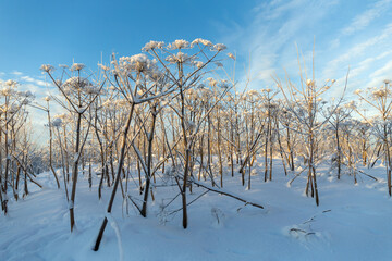 thickets of hogweed in winter