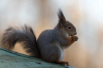 squirrel on the roof
