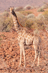 Closeup of Angolan Giraffe - Giraffa giraffa angolensis- head sticking out from the bushes of the Namibian desert.