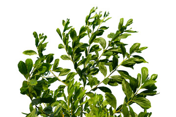 Obraz premium Tall trees, big tree in the forest isolated on white background.