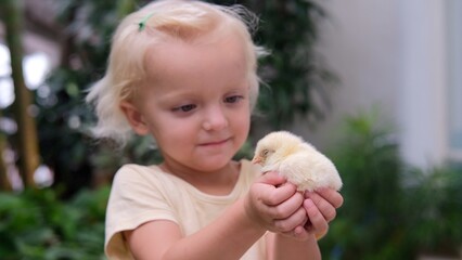 Affectionate cute toddler girl holding tiny yellow newborn chick in small hands, love to domestic animals