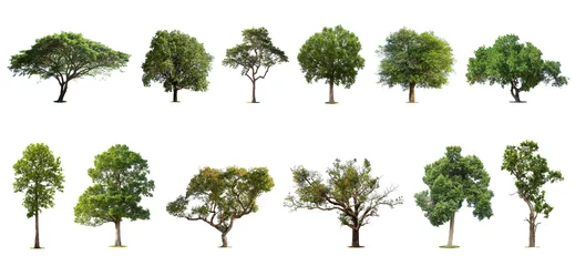 Gordijnen Collection of   trees  Isolated  on white background,   Exotic tropical tree for design. © pornsawan