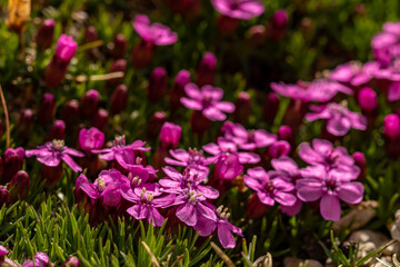 Saponaria ocymoides flower in mountains
