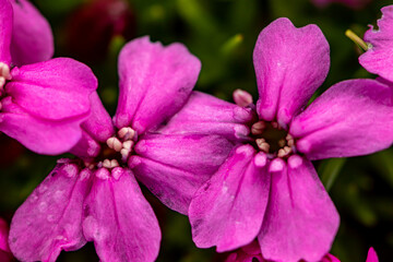 Saponaria ocymoides flower in mountains, close up shoot