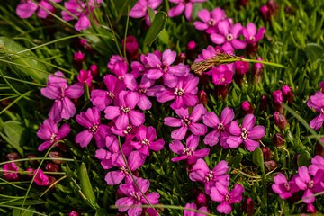 Obraz premium Saponaria ocymoides flower growing in mountains, close up shoot