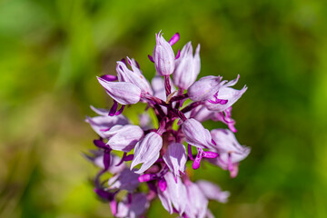 Dactylorhiza maculata flower in meadows, close up shoot	