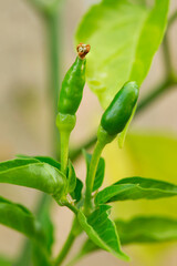 small fresh organic green chillies.