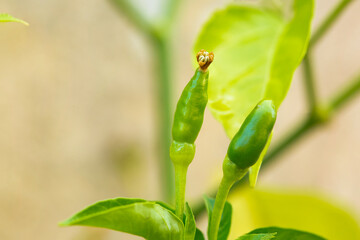 small fresh organic green chillies.