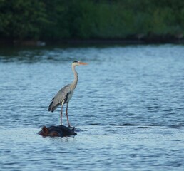 Hippo and bird in pond in Kruger National Park