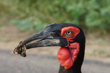 Ground Hornbill close up in Kruger National Park