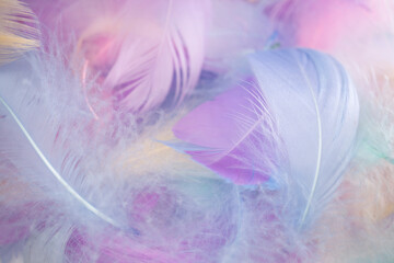 colored feathers close up, background image