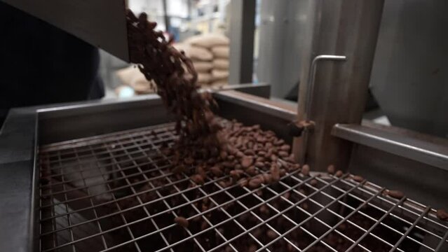 Cocoa factory process. Worker man throwing cocoa beans in a trasher to make chocolate. 4K