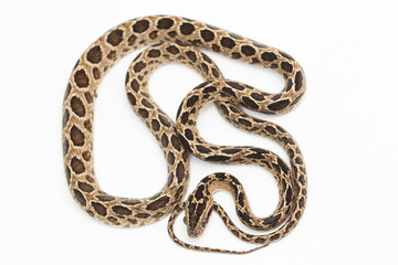 The many-spotted cat snake Boiga multomaculata isolated on white background
