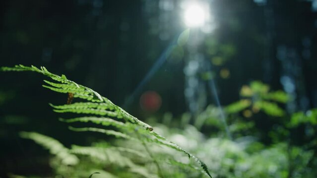 A Fern In A Forest Is Bathing In A Sun Ray