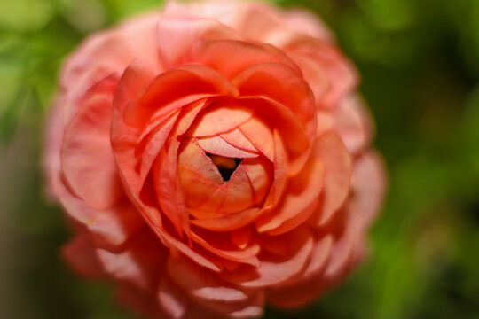 A peach colored Persian Buttercup  ; overhead view ; close up
