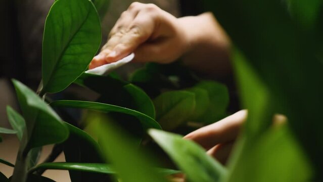 A woman's hand wipes the leaves of a houseplant with a cotton pad. Dust particles fly in the air. Slow motion shot. Taking care of houseplants