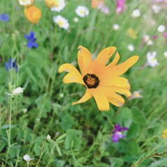 flower in the garden