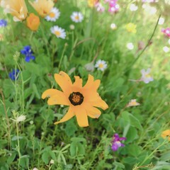 flower in the garden