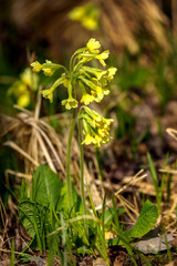 Common cowslip or cowslip primrose, Primula veris, growing on meadow. Herbaceous perennial flowering plant with yellow blooms. Typical flower for spring season. Used in English and Spanish cuisine.