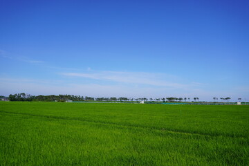 夏の田んぼと青空/The paddy field under the blue sky in summer