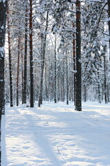 Winter frosty forest. There is a lot of snow and trees in the snow.