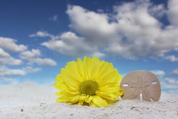 Sea Shell and Flower on Sand With Blue Sky