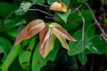 Obraz premium Young leaf shoots on a tree