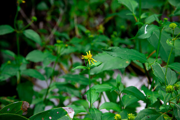 Yellow flower of grass