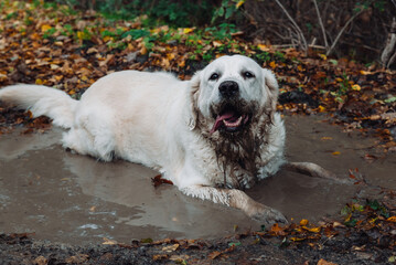 Dog in the puddle. Golden labrador retriever. Happy vacation with dog. Swimming dogs.