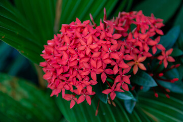 red and green flowers
