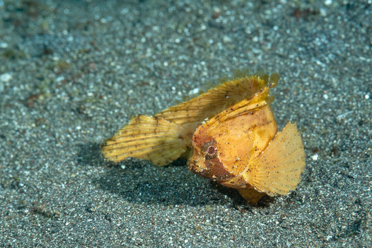 pesce foglia spinoso, Ablabys macracanthus, su sabbia vulcanica
