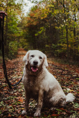 Golden retriever in the park in autumn. Dog in the forest. Portrait of dog in autumn.