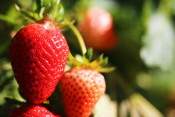 Nahaufnahme von reifen Erdbeeren auf dem Feld