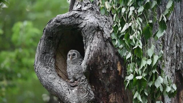 Baby Barred owl eagerly waits for its mom at the nest