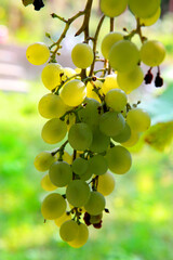 bunch of grapes