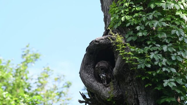 Mama Barred owl stashing food for a rainy day!