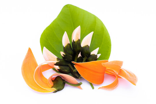 Butea monosperma Ktze or palash flower of southeast asia on white background. Plaso monosperma, Butea frondosa, Erythrina monosperma. Papilionaceae.